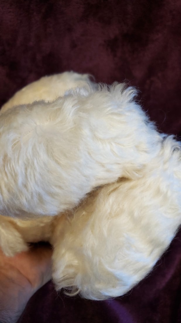Candi Bears Artist Plush Polar Bear 1 - 6