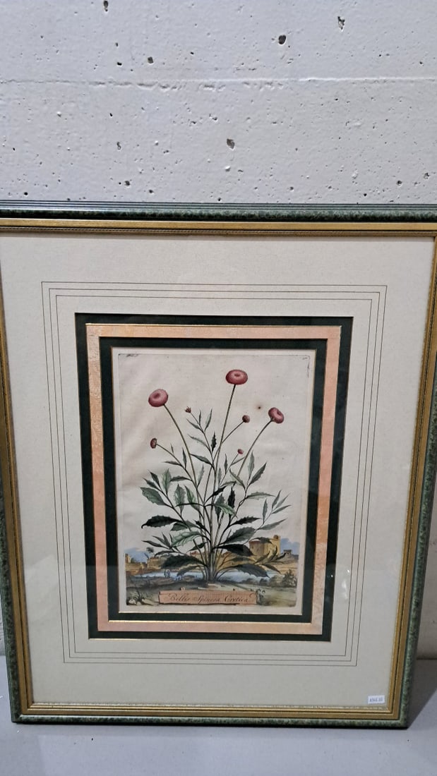 Trowbridge Gallery Abraham Munting Bellis Spinosa Cretica Framed Botanical Engraving 1696 (1 of 7)