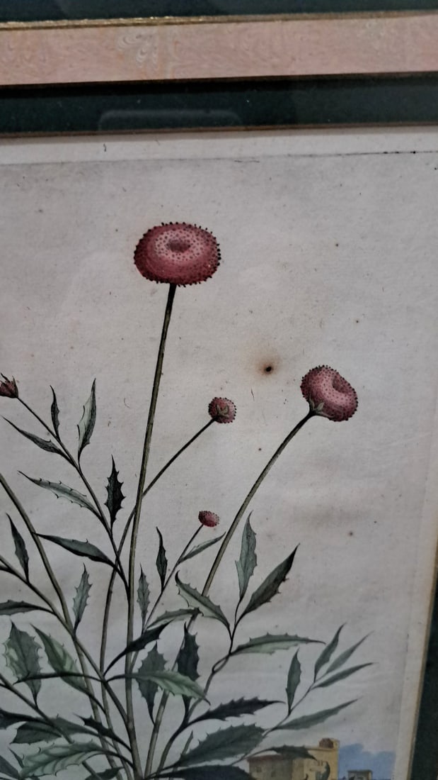 Trowbridge Gallery Abraham Munting Bellis Spinosa Cretica Framed Botanical Engraving 1696 - 2