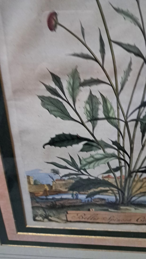 Trowbridge Gallery Abraham Munting Bellis Spinosa Cretica Framed Botanical Engraving 1696 - 3