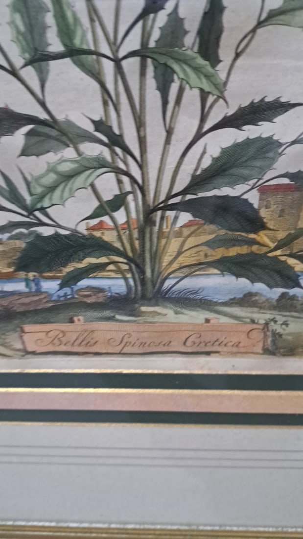 Trowbridge Gallery Abraham Munting Bellis Spinosa Cretica Framed Botanical Engraving 1696 - 4