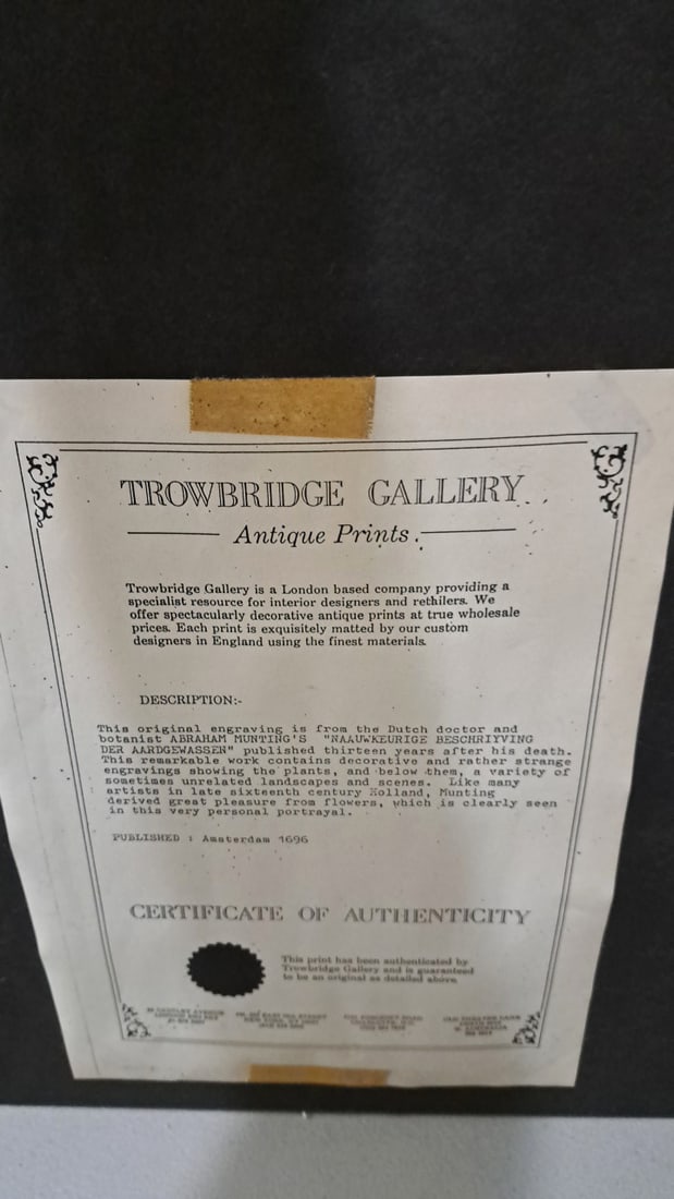 Trowbridge Gallery Abraham Munting Bellis Spinosa Cretica Framed Botanical Engraving 1696 - 5