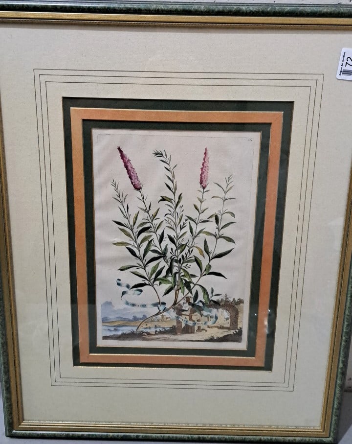 Trowbridge Gallery Framed Abraham Munting Botanical Antique Print, Amsterdam 1696: 20x26x1 5 attention – shipping artwork is very expensive. The shipping price shown in the listing is the liveshipping service by liveauctioneers. We offer our own in-house shipping as well