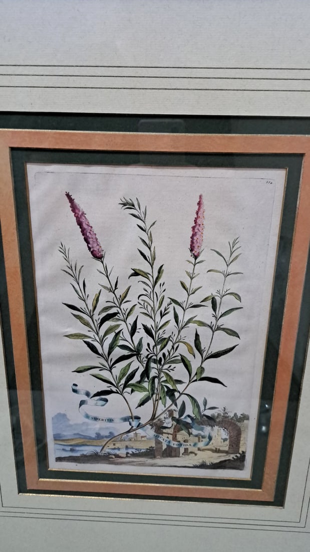 Trowbridge Gallery Framed Abraham Munting Botanical Antique Print, Amsterdam 1696 - 2