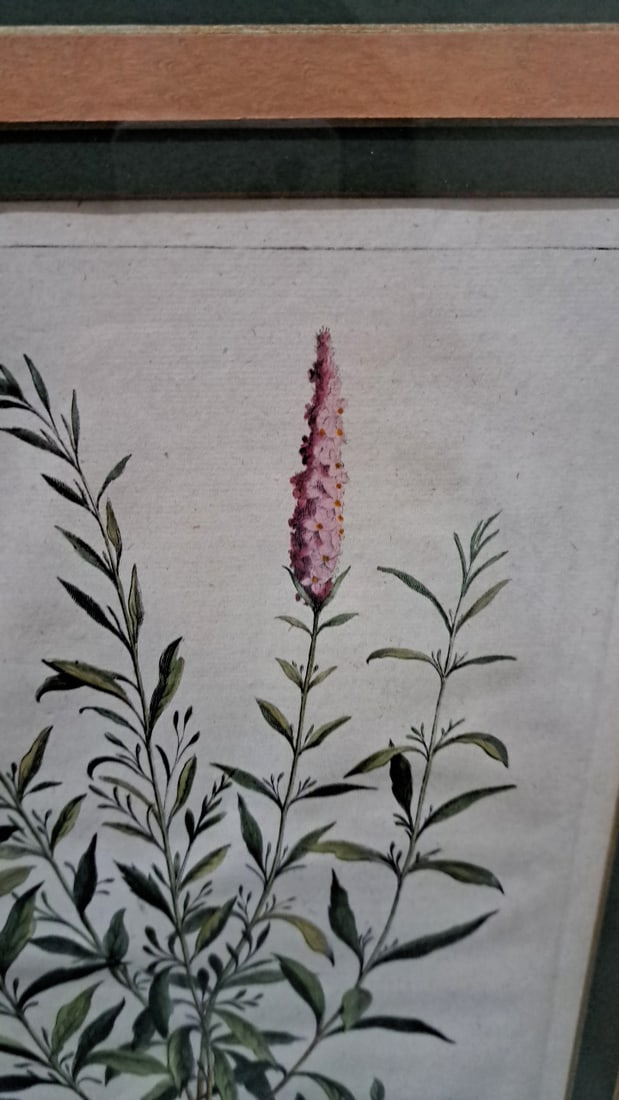 Trowbridge Gallery Framed Abraham Munting Botanical Antique Print, Amsterdam 1696 - 3