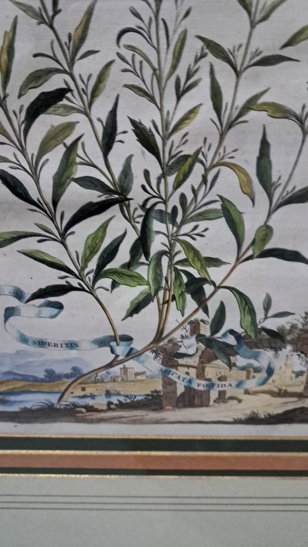 Trowbridge Gallery Framed Abraham Munting Botanical Antique Print, Amsterdam 1696 - 4