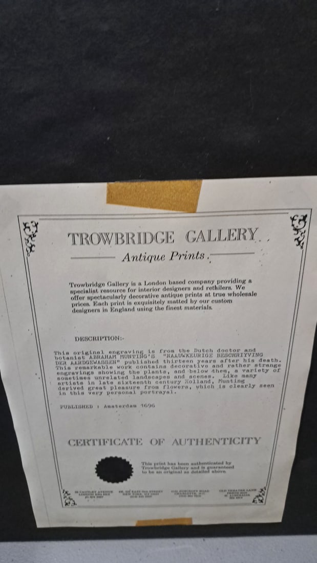 Trowbridge Gallery Framed Abraham Munting Botanical Antique Print, Amsterdam 1696 - 5