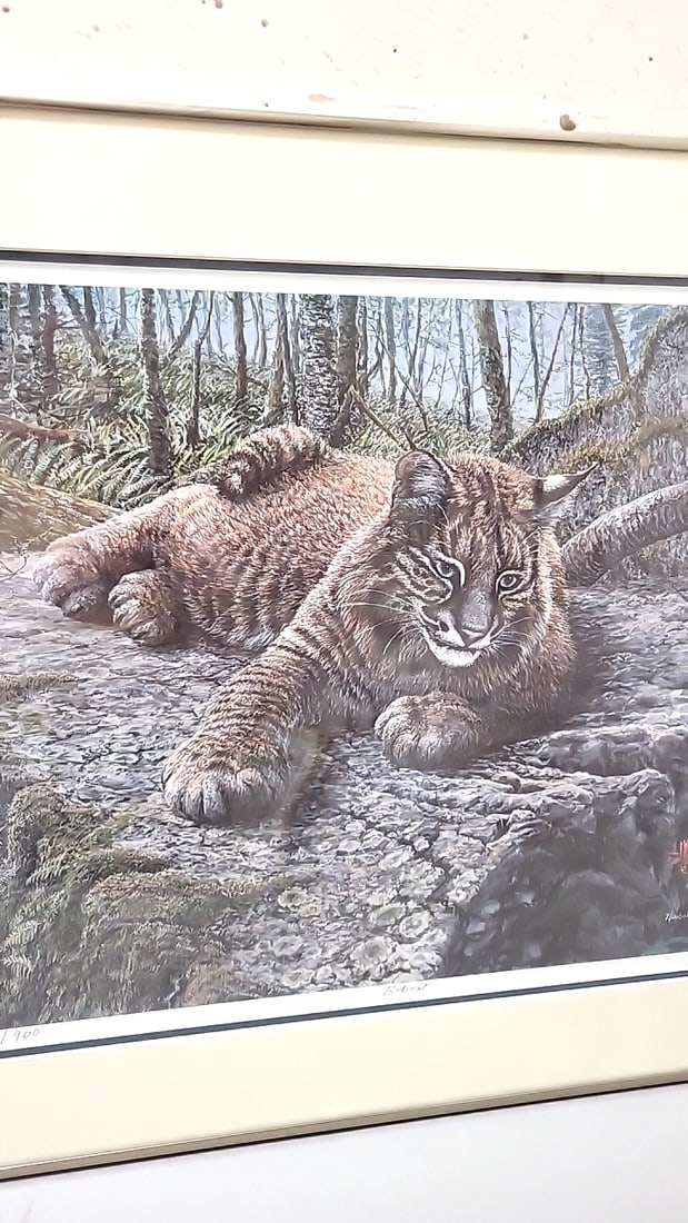 Framed Signed Newbold Limited Edition Bobcat Wildlife Print - 2