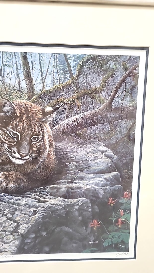 Framed Signed Newbold Limited Edition Bobcat Wildlife Print - 4
