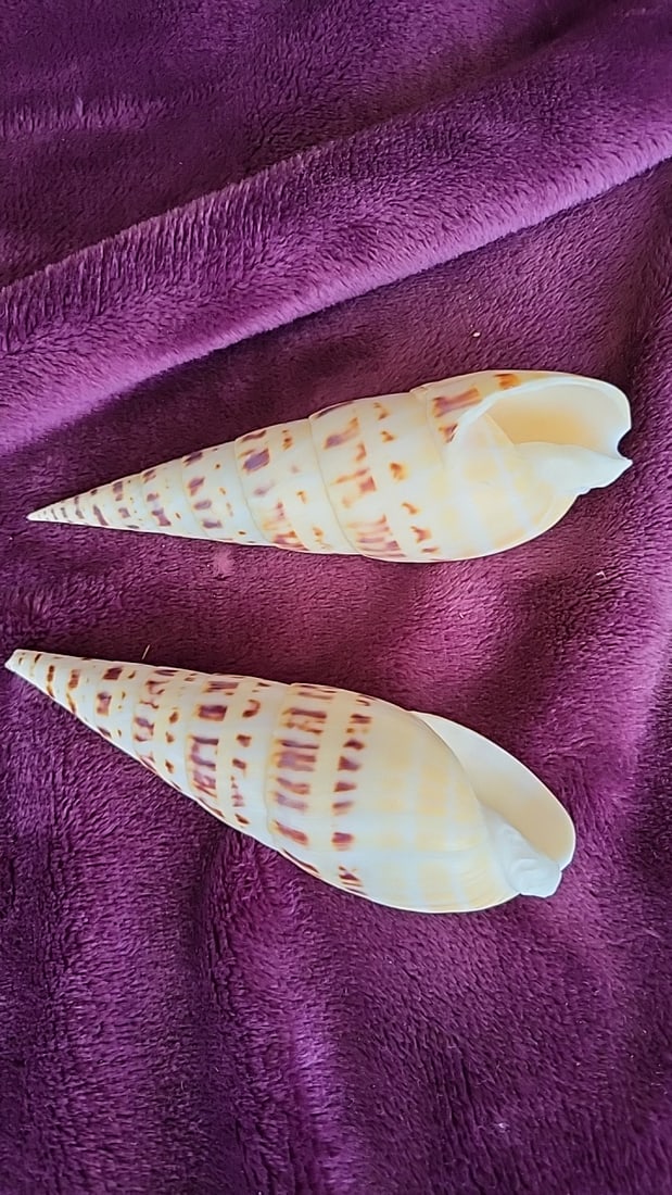 Pair of Key West Marlin Seashells Cream Brown Pattern Approx 6 in: 3.5 x 5.0 x 1.4 0.4 lb Low Estimate: 5.00 High Estimate: 25.00