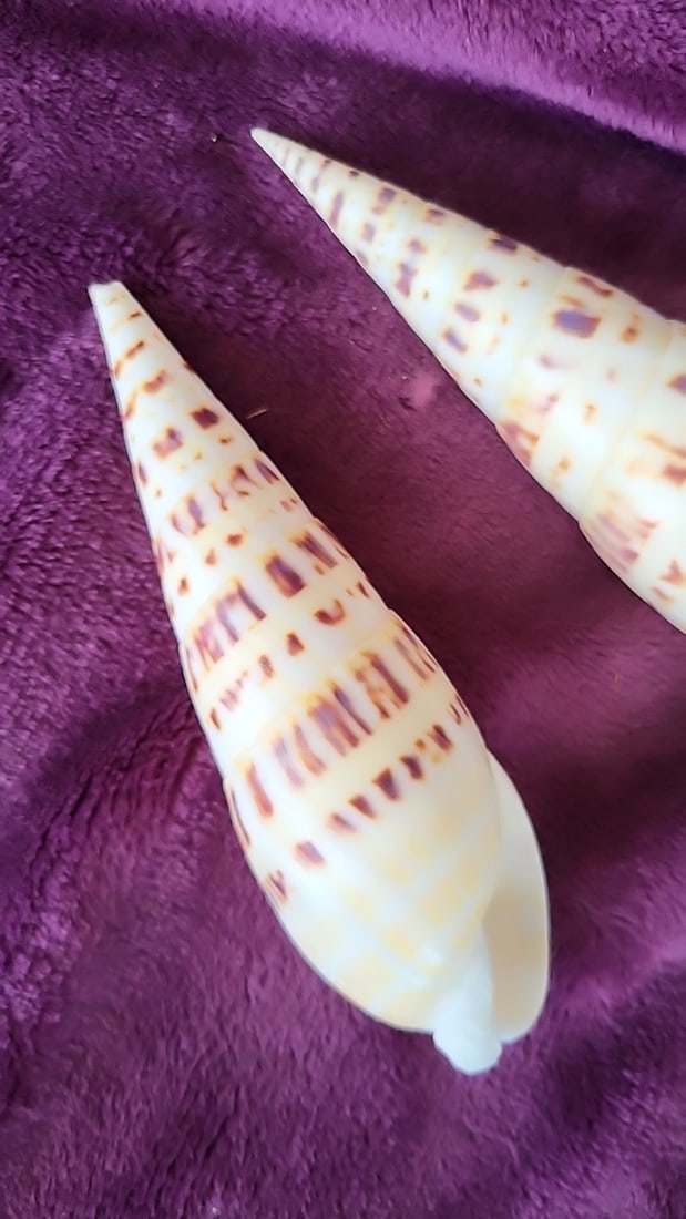 Pair of Key West Marlin Seashells Cream Brown Pattern Approx 6 in - 2