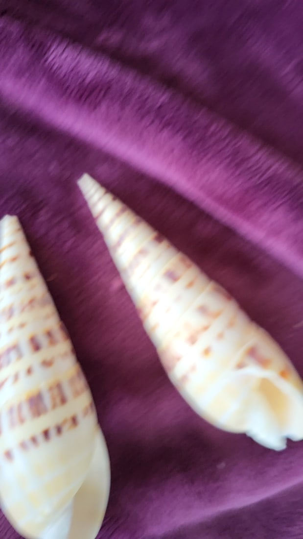 Pair of Key West Marlin Seashells Cream Brown Pattern Approx 6 in - 3
