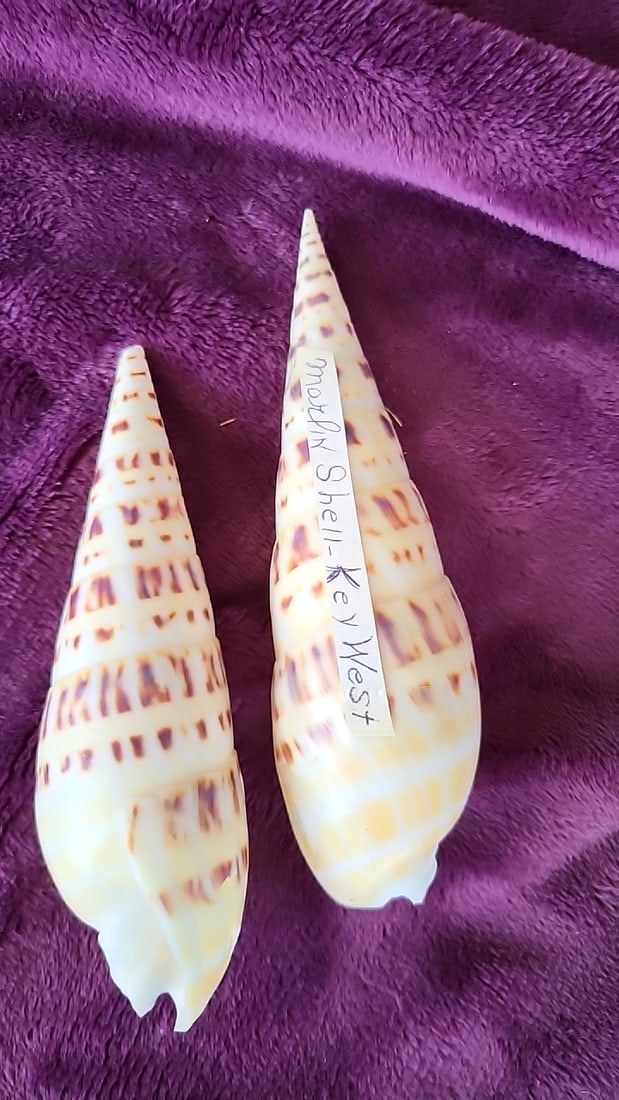 Pair of Key West Marlin Seashells Cream Brown Pattern Approx 6 in - 4