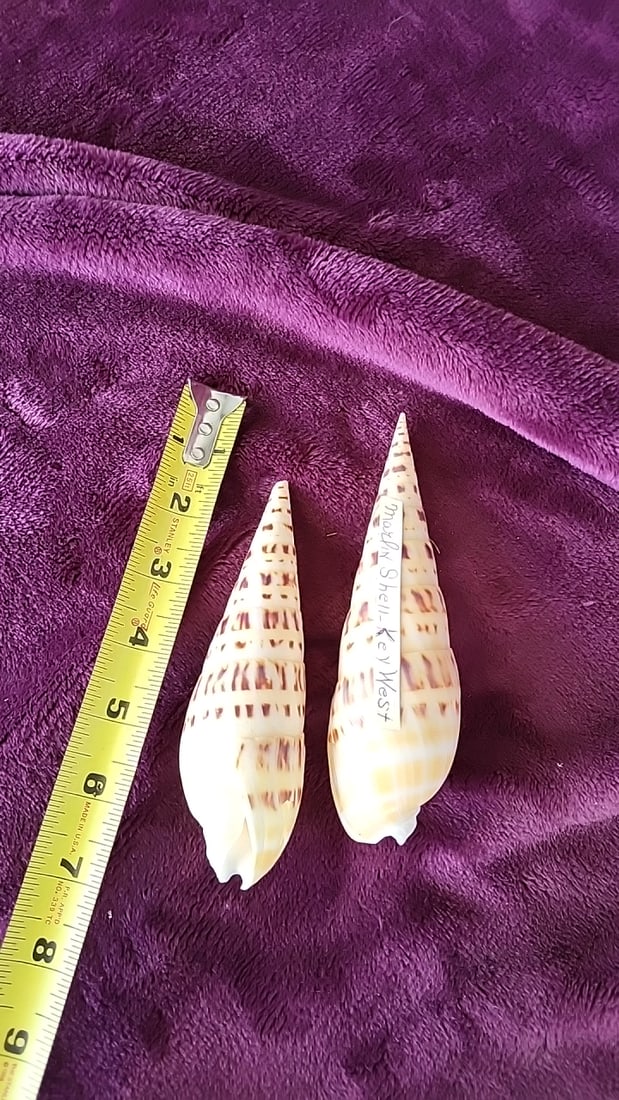 Pair of Key West Marlin Seashells Cream Brown Pattern Approx 6 in - 5