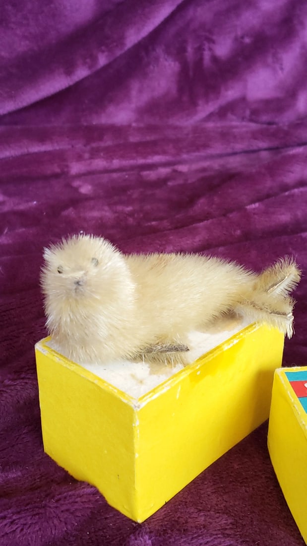 Seal Toy Japan Fur-Covered Seal Figure with Yellow Box - 2