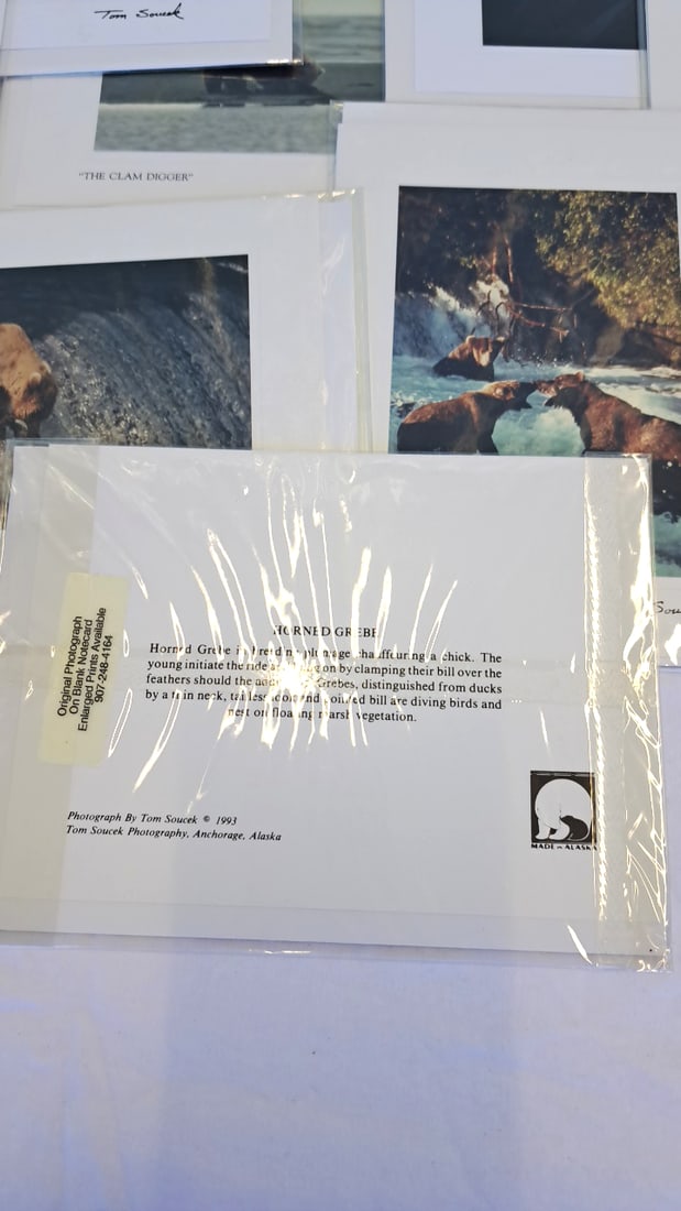 18 Tom Soucek Photography Alaska Wildlife Northern Lights Notecards - 4