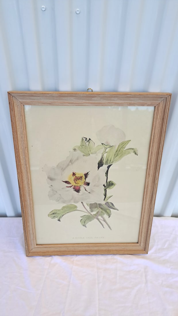 Framed Botanical Print A Single Tree Paeony: 18 x 14 x 1in. 2lb Low Estimate: 15.00 High Estimate: 60.00