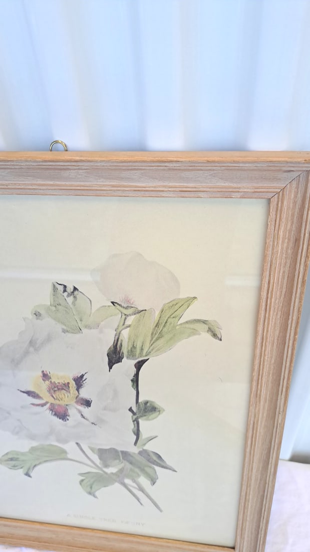 Framed Botanical Print A Single Tree Paeony - 3