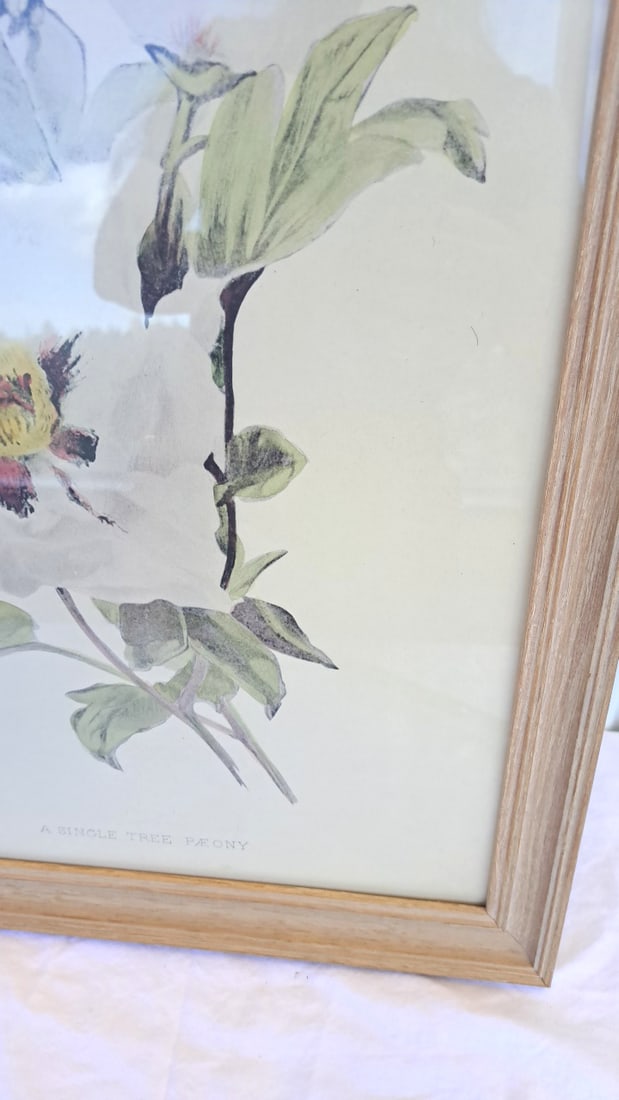 Framed Botanical Print A Single Tree Paeony - 4