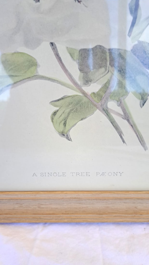 Framed Botanical Print A Single Tree Paeony - 5