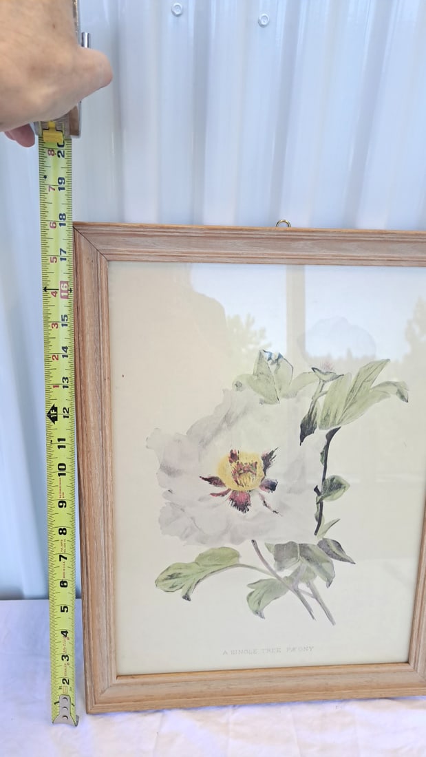 Framed Botanical Print A Single Tree Paeony - 7