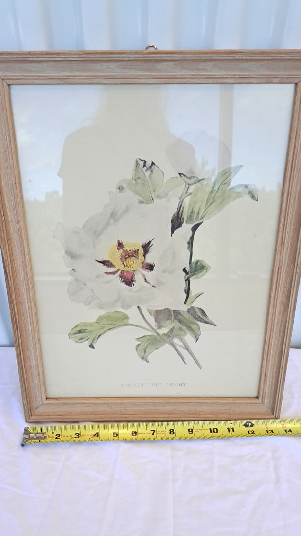 Framed Botanical Print A Single Tree Paeony - 8