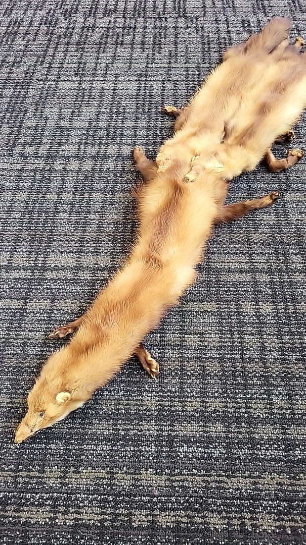 Tan Brown Mink Fur Stole Wrap With Heads, Legs, Paws And Tails - 2