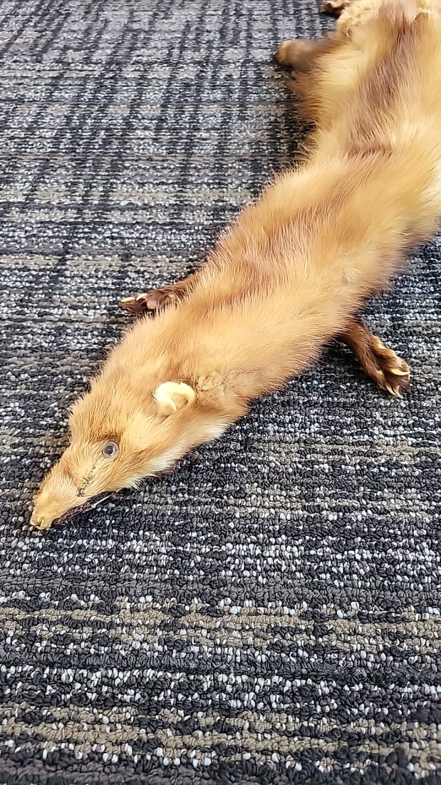Tan Brown Mink Fur Stole Wrap With Heads, Legs, Paws And Tails - 3