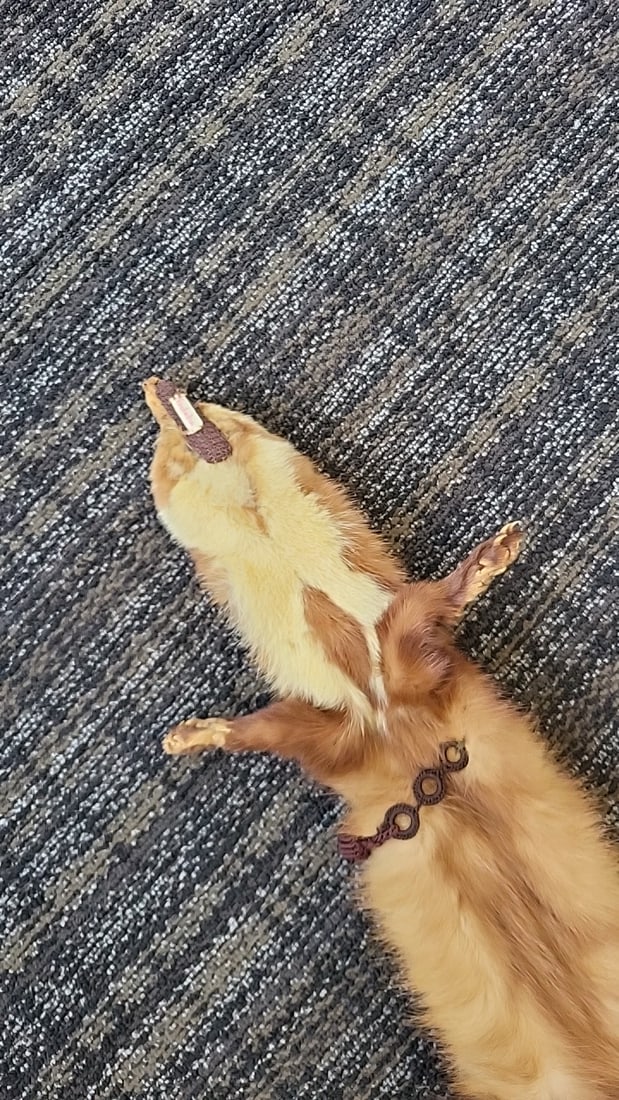 Tan Brown Mink Fur Stole Wrap With Heads, Legs, Paws And Tails - 9