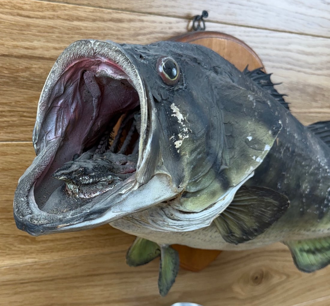 Taxidermy Skin Mount Bass / Fish Vintage #1 (1 of 3)