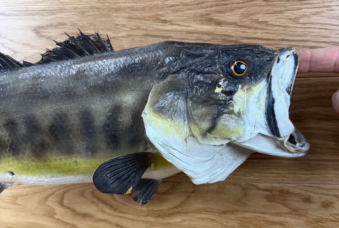 Taxidermy Skin Mount Bass / Fish Vintage #2 (1 of 2)
