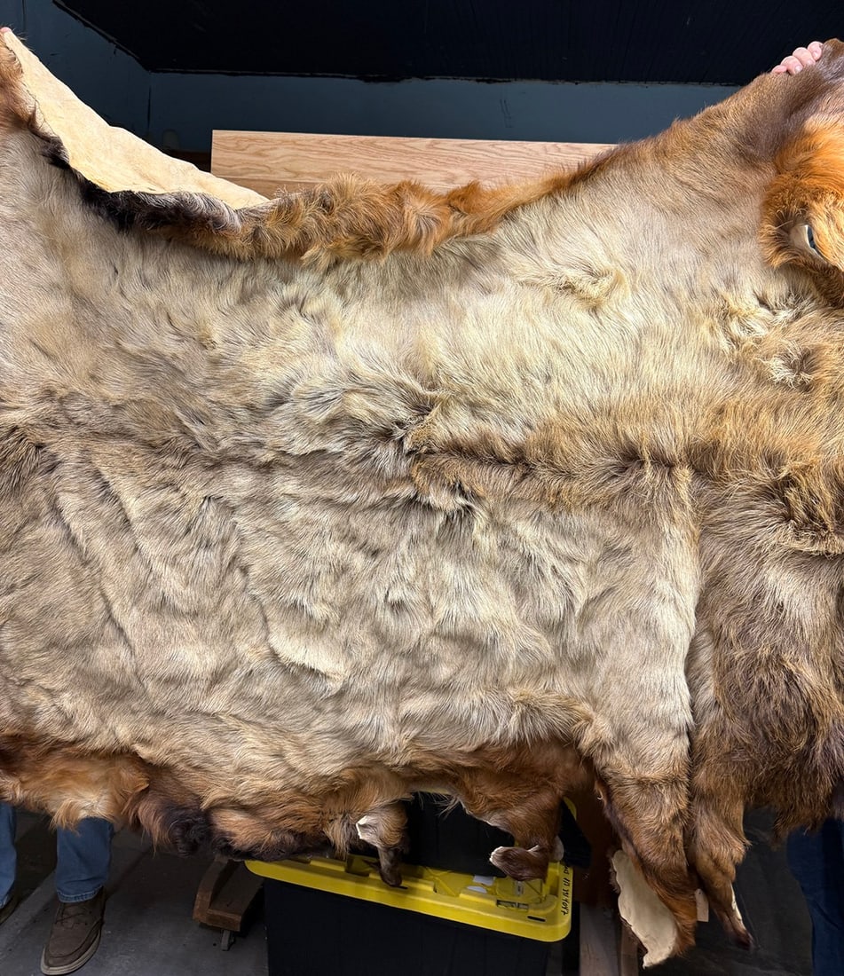 Taxidermy Elk Hide Large Soft Tanned Skin Oddity (1 of 1)