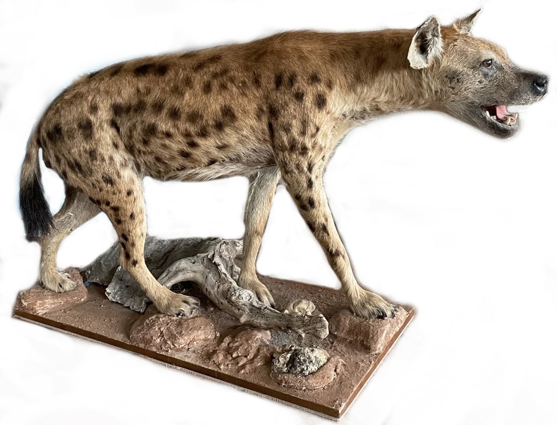 Spotted hyena, Zimbabwe (1 of 3)