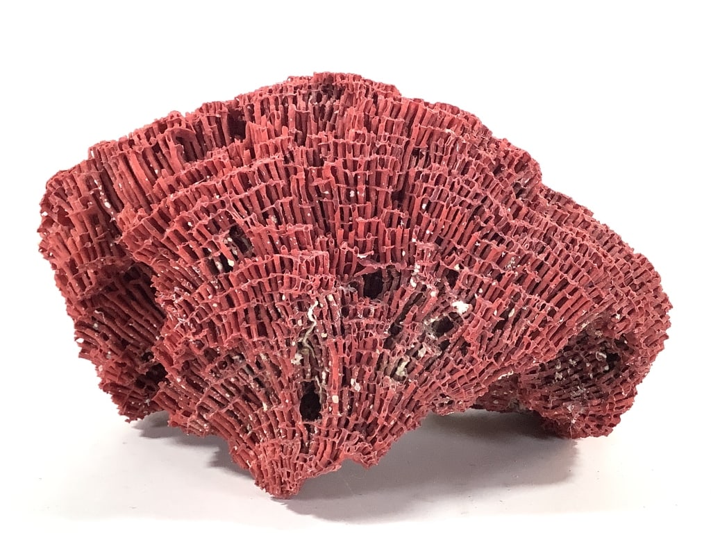 Red Pipe Organ Coral Specimen Tubipora musica: 10" x 5 1/2" x 7" specimen. Vibrant color with some fading. 2lbs 6oz. Provenance: Collection of William and Diane Itter.