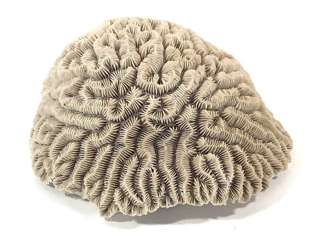Branching Brain Coral Specimen (1 of 4)