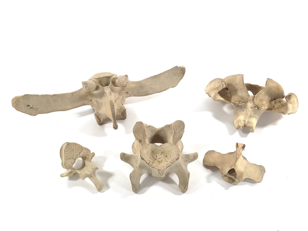 Nice 5 Pc Vertebrae Collection (1 of 11)