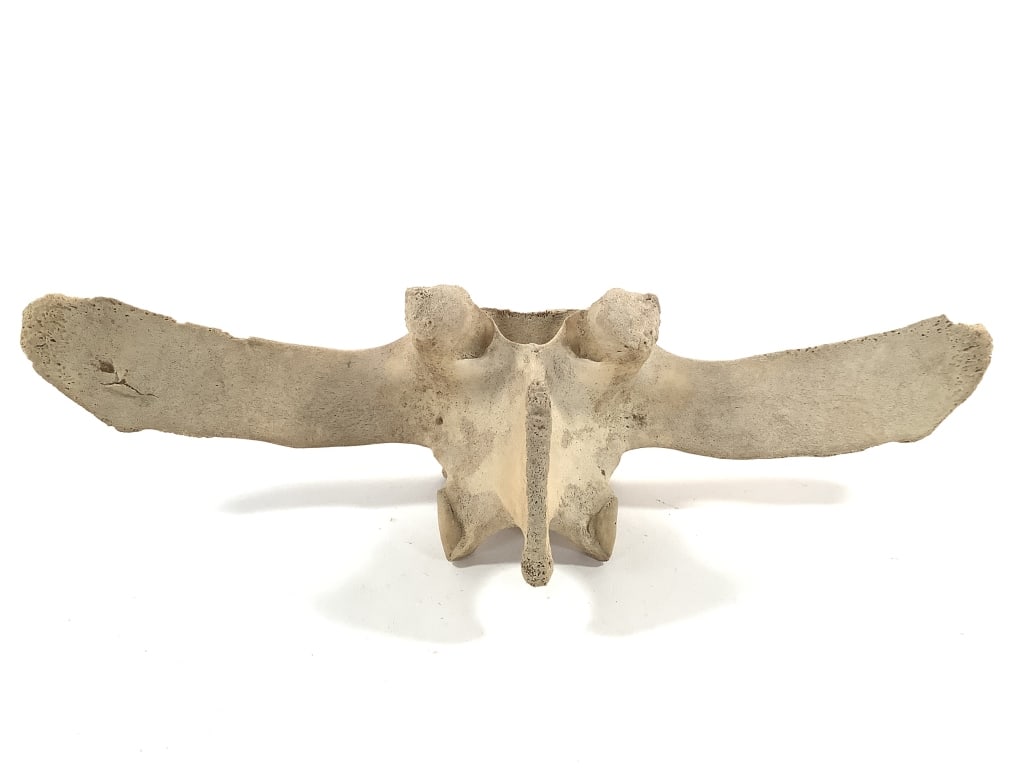 Nice 5 Pc Vertebrae Collection - 2