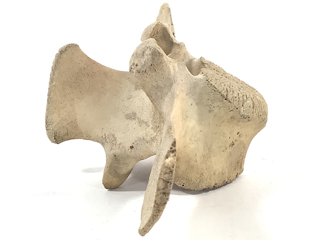 Nice 5 Pc Vertebrae Collection - 3