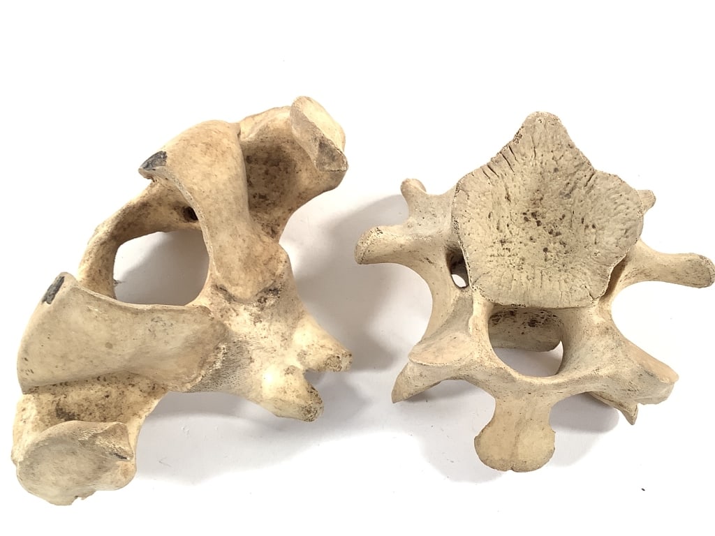 Nice 5 Pc Vertebrae Collection - 6