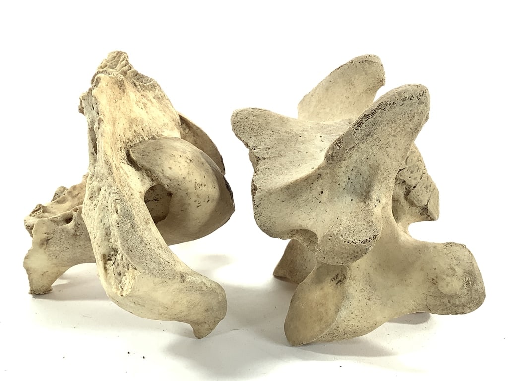 Nice 5 Pc Vertebrae Collection - 8