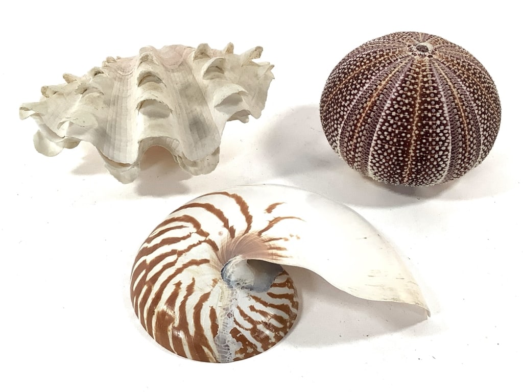 Sea Urchin Clam Shell Sliced Nautilus (1 of 9)