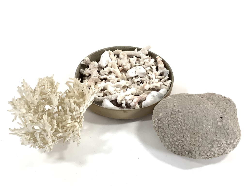 Coral Specimens Birds Nest Fossilize & Pieces (1 of 9)