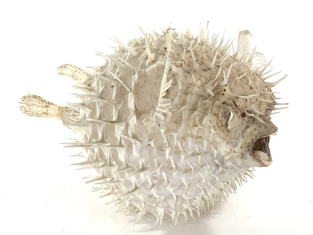 Spiny Blowfish Dried Exoskeleton: 10"L x approx. 7 1/2"W. Overall intact, some bends/losses at fins. Extraordinary specimen. Provenance: Collection of William and Diane Itter.