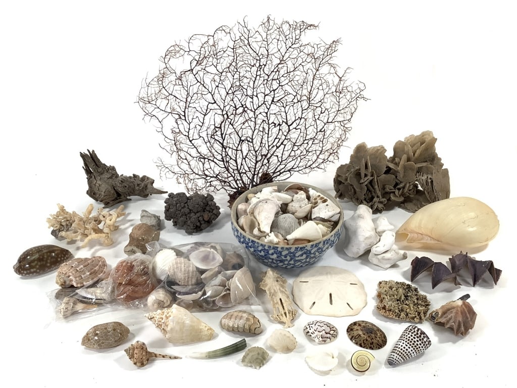 Seashells & Fan Coral Branch: Largest piece is the driftwood fragment at 6 1/2". Large group of mixed shells with fossils, driftwood, resin and found natural objects. Shells in a blue spatter glaze stoneware bowl. Provenance: Coll