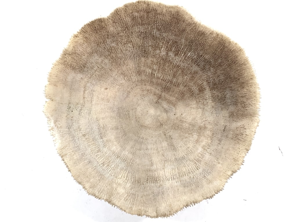 3 Coral Specimens - 10