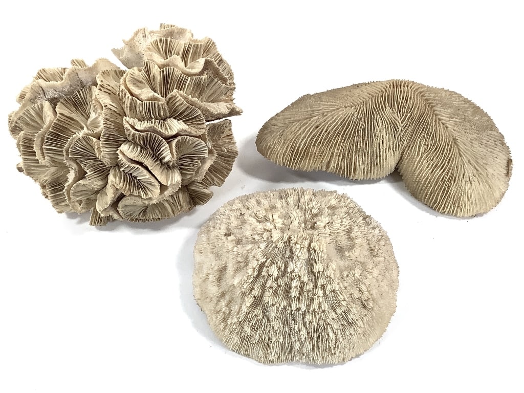 3 Coral Specimens: Largest specimen is 9"Dia. Fossilized coral. Provenance: Collection of William and Diane Itter.
