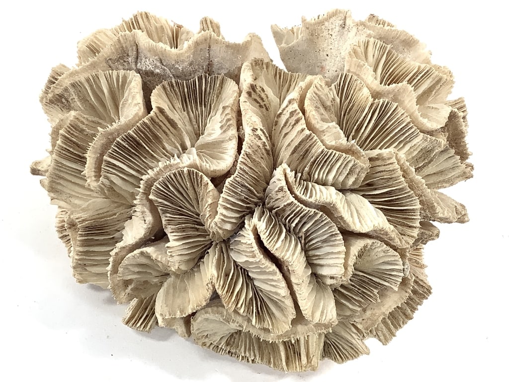 3 Coral Specimens - 2