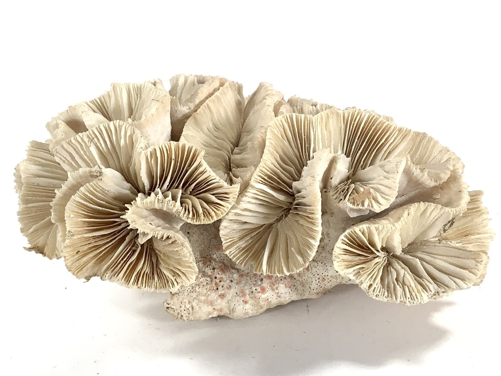 3 Coral Specimens - 3