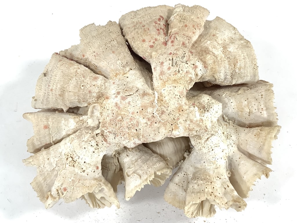 3 Coral Specimens - 4