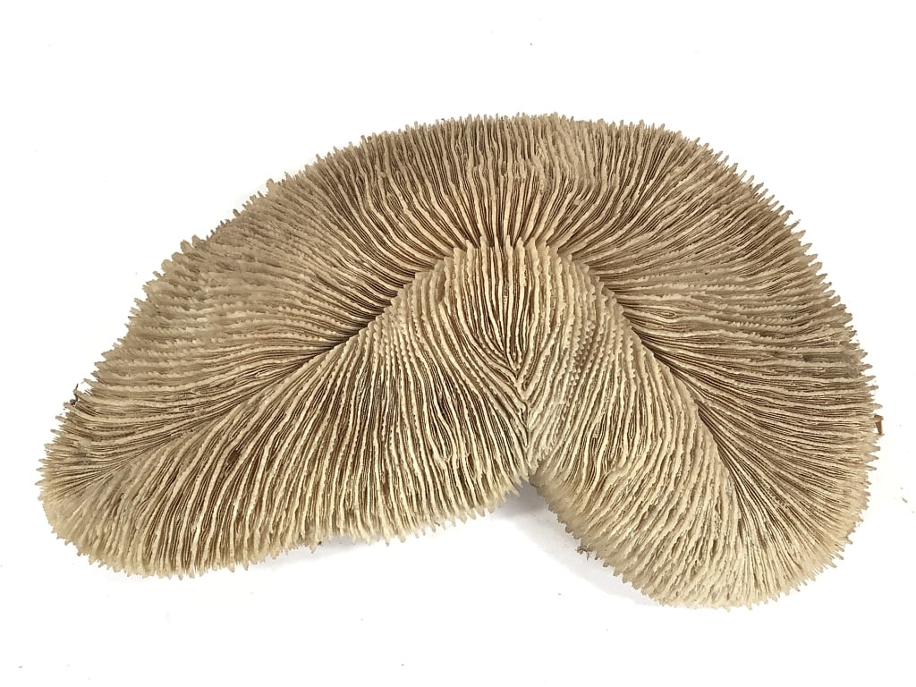 3 Coral Specimens - 5